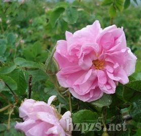 �ЙC���Rʿ��õ�弃¶