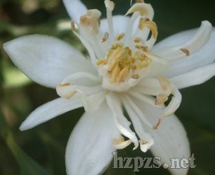 �ЙC�Ȼ���¶