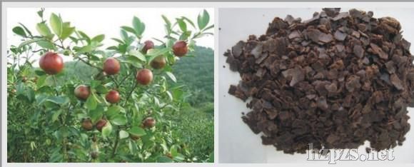 �۽zԴ����