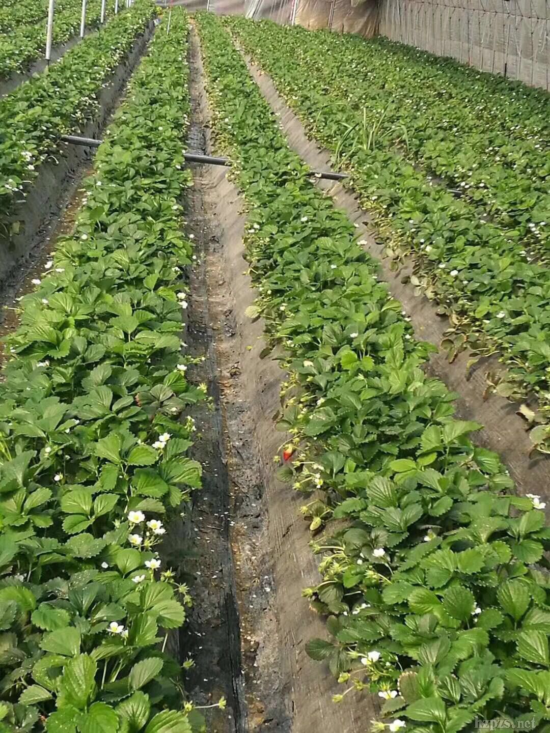 �߲˷ʲ�ݮ�ʹ����5��������߮a(ch��n)��ȫ